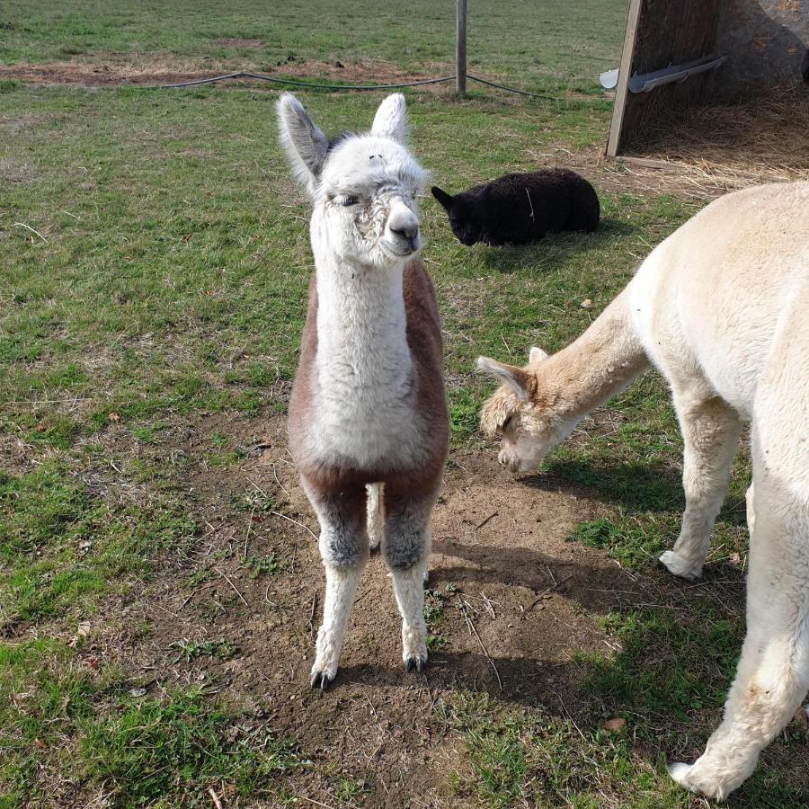 The Alpaca B&B Chalais  Exterior foto