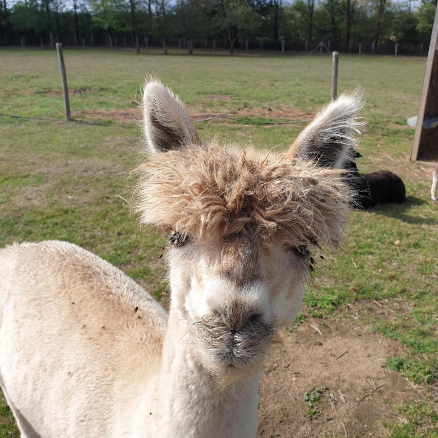 The Alpaca B&B Chalais  Exterior foto